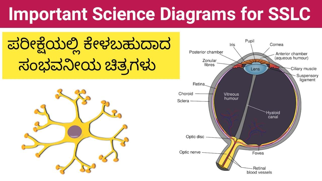 Science is important to most. Base diagram Science. Exam Science. Weird Science diagrams. The Tree of subjects and Science, diagram.